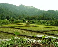 Thai Scientists Fear Global Warming Could Empty World Rice Bowl