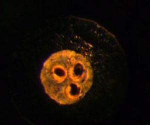 X-rays reveal inner structure of the Earth's ancient magma ocean
