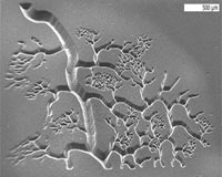 A step closer to bio-printing transplantable tissues and organs