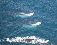 Whale songs' changing pitch may be response to population, climate changes