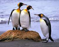World's biggest king penguin colony shrinks 90 percent