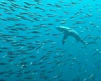 Fish more inclined to crash than bees