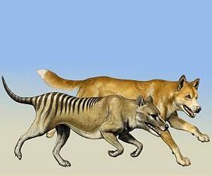 Thylacine hunting behavior A Case of crying wolf