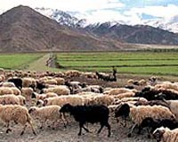 100,000 Tibetan nomads ordered to settle in towns