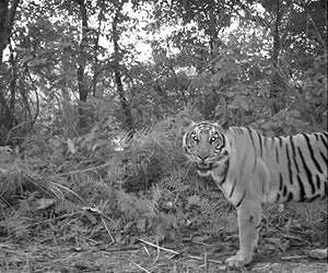 Tigers take the night shift to coexist with people