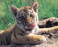 Five tiger cubs seized in Thai police wildlife haul