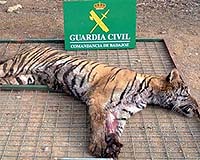 US To Lock Horns Over Tigers And Whale Trade