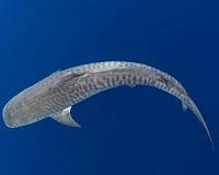 Marine travellers best able to adapt to warming waters