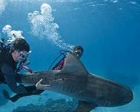 As the oceans warm, wide-ranging species will have an edge
