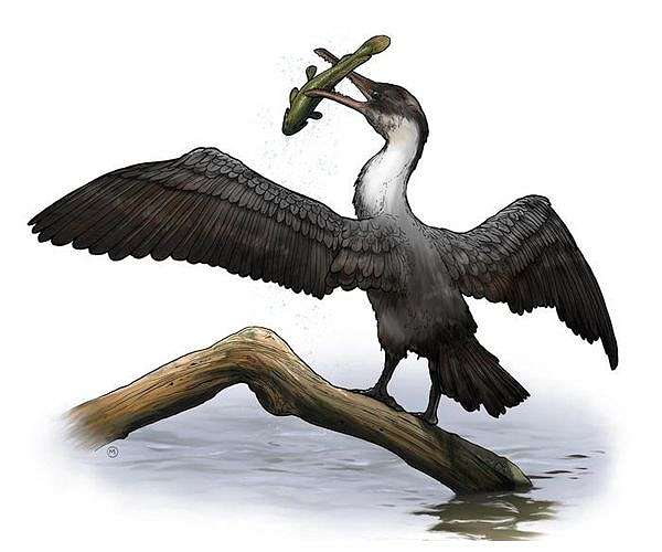 New Skull Discovery Sheds Light on Australia's Giant Prehistoric Bird