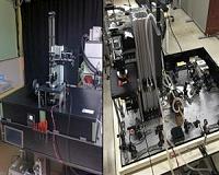 A microscopic approach to the magnetic sensitivity of animals