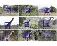 Toward automated animal identification in wildlife research