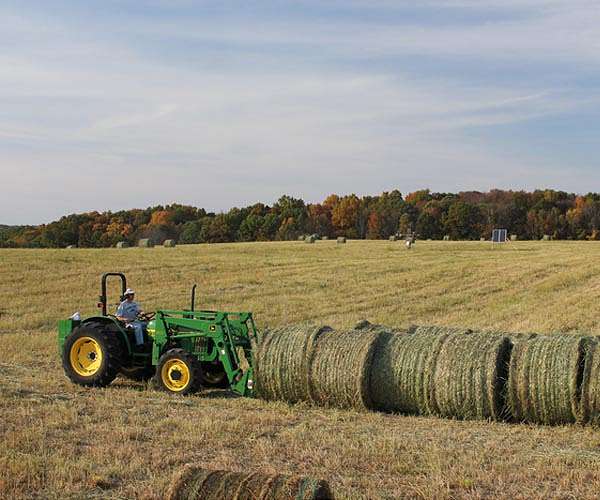 Carbon mitigation payments can make bioenergy crops more appealing for farmers