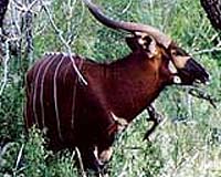 Rare antelopes breeding again in Kenya