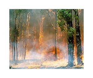 Forest Fires Help Power The Nitrogen Cycle