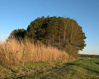 Switchgrass may be a good option for farmers who have lost fertile topsoil