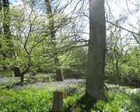 Family log of spring's arrival helps predict climate-driven change