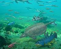 Size not important for fish in the largest mass extinction of all time