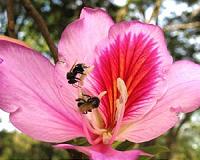 Why 'Whispers' Among Bees Sometimes Evolve Into 'Shouts'