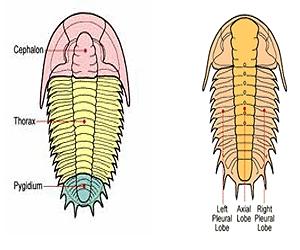 Unexpected Exoskeleton Remnants Found In Paleozoic Fossils