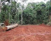Researchers test sustainable forestry policies in tropics