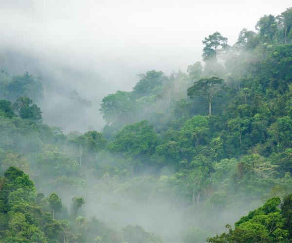 France, NGOs pledge 100 mn euros to protect tropical forests