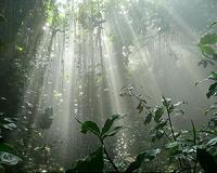 'Jumping film' harnesses the power of humidity