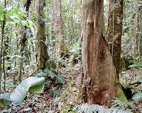 Fungi are at the root of tropical forest diversity - or lack thereof