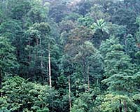 Drought Resistance Is Key To Plants In Tropical Forests