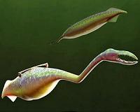 Solving the mystery of the Tully Monster