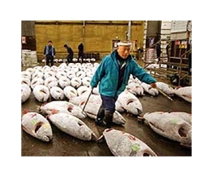 Big nations block curbs on tuna overfishing