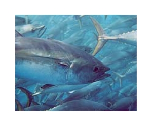 Fish luring devices divide Asia-Pacific tuna meet