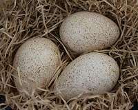 How eggs got their shapes