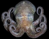 Scientists decode octopus genome, reveal cephalopod secrets