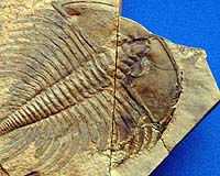 The Cambrian's Many Forms
