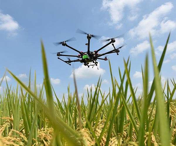 Digital rice selection technology