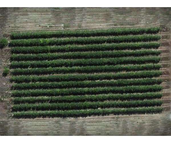 CAST releases paper on Ground and Aerial Robots for Agricultural Production: Opportunities and Challenges