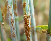 Wheat Rust Disease Poses Threat To Food Security In Afghanistan