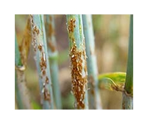 Stem Rust-resistant Wheat Landraces Identified