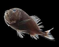 Scientists discover how deep-sea, ultra-black fish disappear