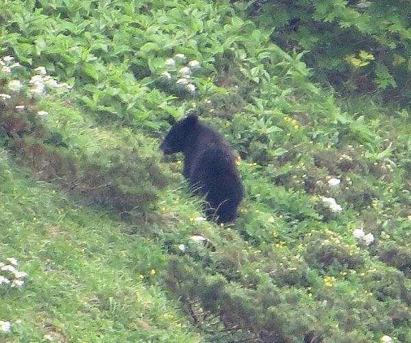 No picnic: How to survive a bear encounter; as Japan battles spike in attacks