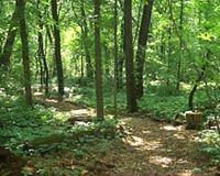 Scattered Woodlands Complicate Forest's Response To Climate Change