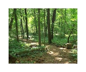Eastern US Forests Resume Decline