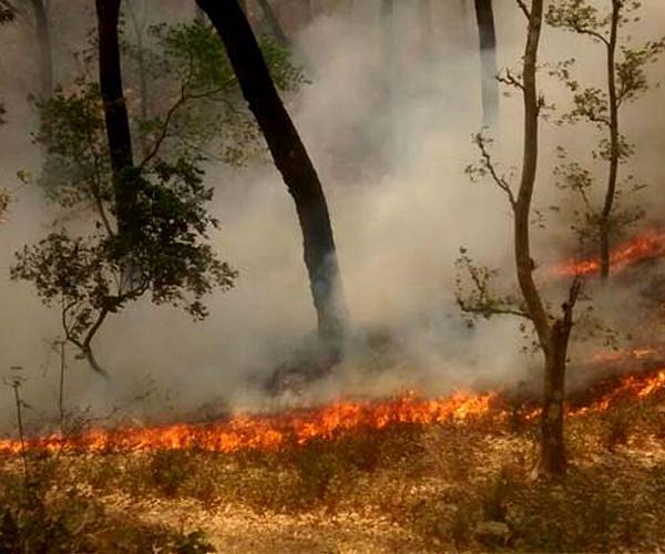 India developing multi-swarm drone technology for forest fire management
