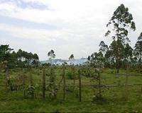 Deforestation could intensify climate change in Congo Basin by half