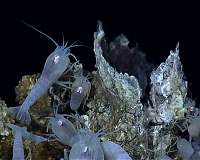 Deep sea vents had ideal conditions for origin of life