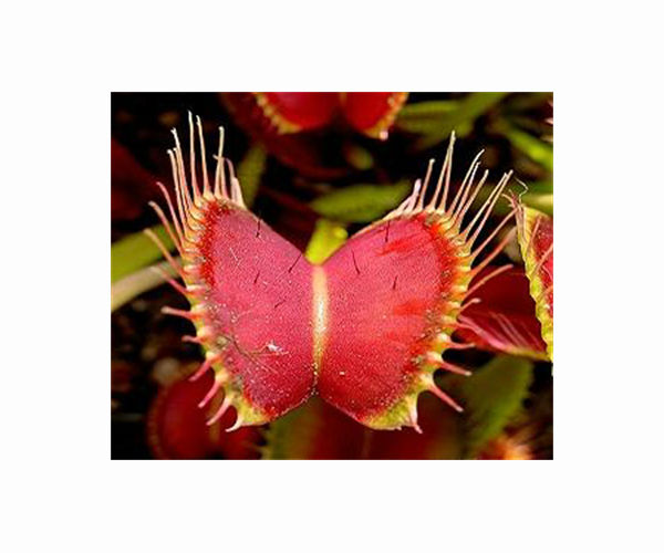 Venus flytraps found to produce magnetic fields