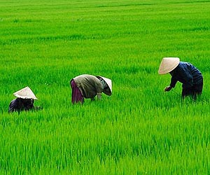 Climate change hurting China's grain crop: report