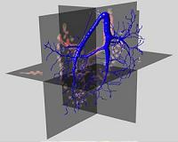 Virtual finger enables scientists to navigate and analyze complex 3D images