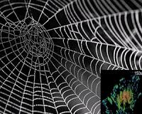 Light used to measure the 'big stretch' in spider silk proteins